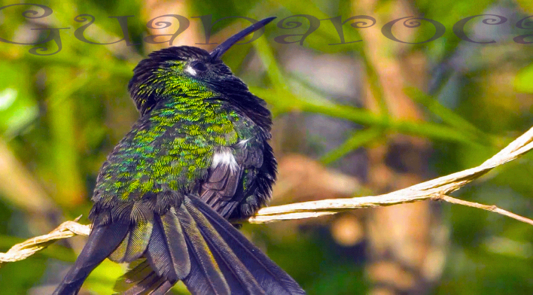 Descubre #CubaUnica. Naturaleza y aventura